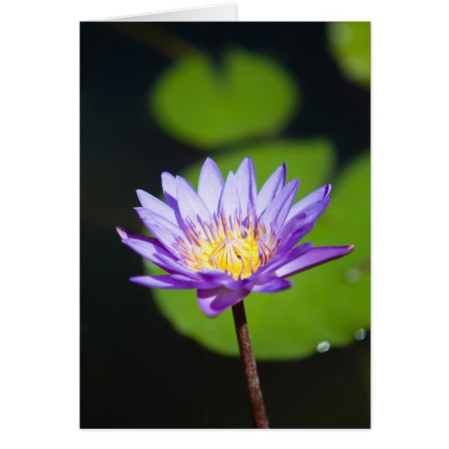 Cancun, Mexico (Front)