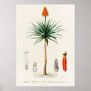 Candelabra aloe (aloe fruticosa) poster