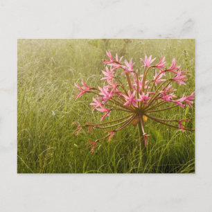 Candelabra Flower (Brunsvigia Radulosa) Postcard
