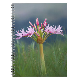 Candelabra Flower (Brunsvigia Radulosa), Umgeni Spiral Notebook