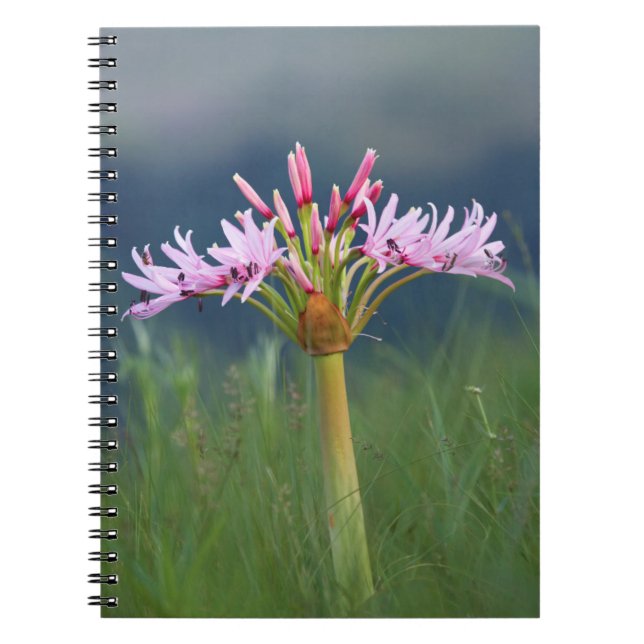 Candelabra Flower (Brunsvigia Radulosa), Umgeni Spiral Notebook (Front)