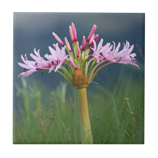 Candelabra Flower (Brunsvigia Radulosa), Umgeni Tile (Front)