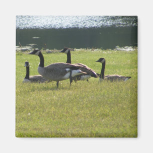 Candian Geese Magnet