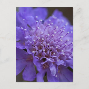 Candid Postcard