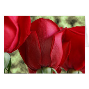 candy roses