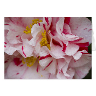 Candy Striped Camellia