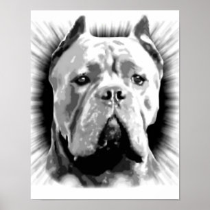 Cane Corso Dog Poster