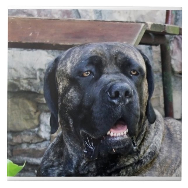 cane corso grey brindle tile (Front)