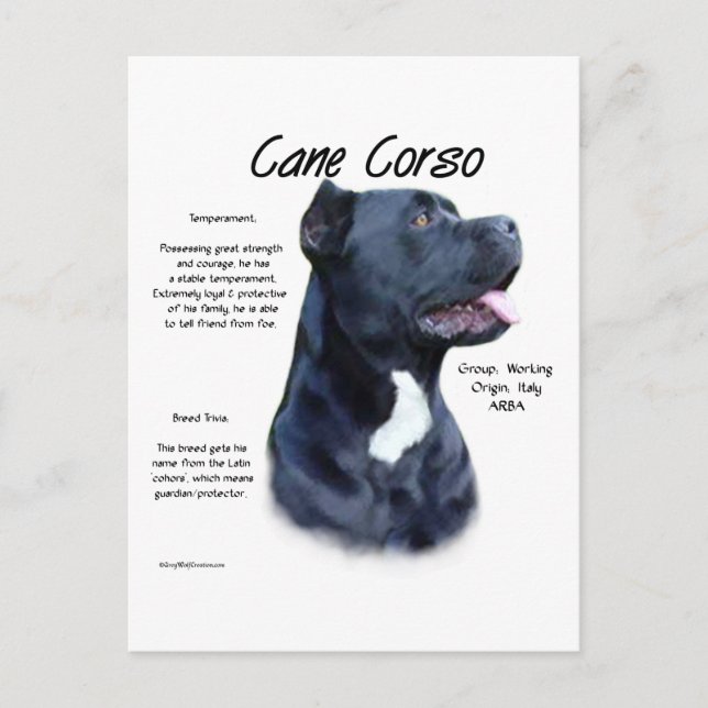 Cane Corso History  Postcard (Front)