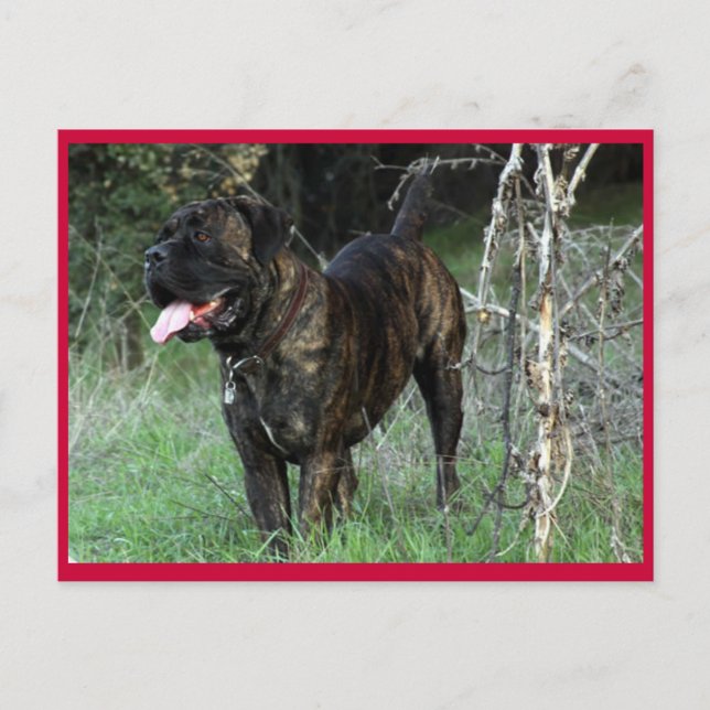 Cane Corso Italian Mastiff Postcard (Front)