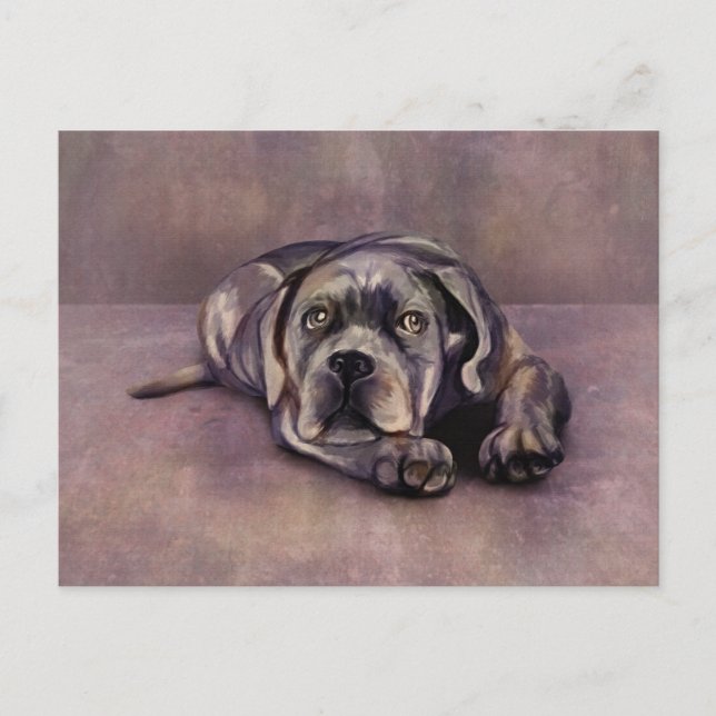 Cane Corso - Italian Mastiff Puppy Postcard (Front)