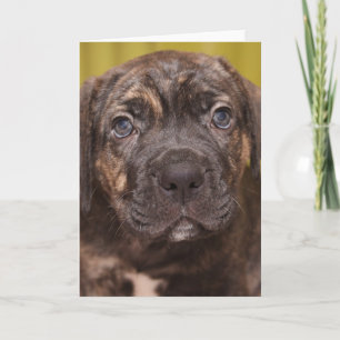 Cane Corso Mastiff Puppy Note Card
