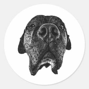 Cane Corso Nose Sticker   Bold Dog Art
