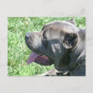 Cane Corso postcard