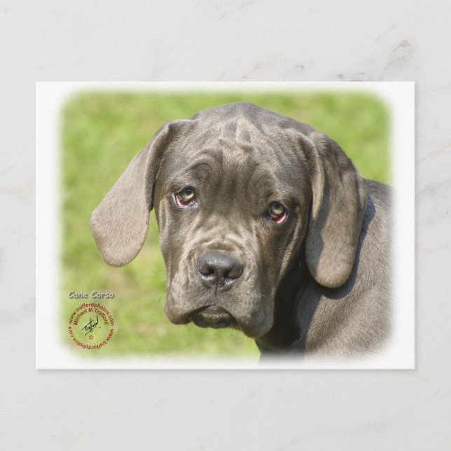 Cane Corso Puppy 8R062D-25 Postcard (Front)