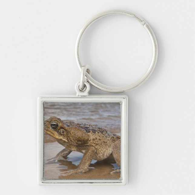 Cane Toad Rhinella marina, previously Bufo Key Ring (Front)