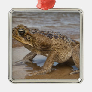 Cane Toad Rhinella marina, previously Bufo Metal Tree Decoration