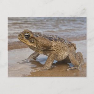 Cane Toad Rhinella marina, previously Bufo Postcard