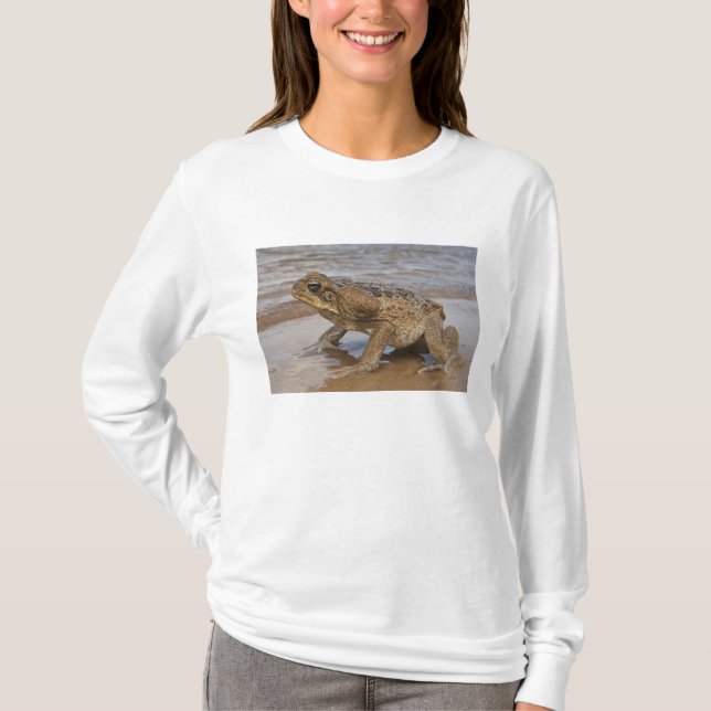 Cane Toad Rhinella marina, previously Bufo T-Shirt (Front)