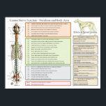 Canine Dog Spinal Nerves Function Veterinary Poster<br><div class="desc">The canine poster lists body function related to the spine and nervous system of the dog. Possible symptoms associated with dysfunction of the spine and interference of the nervous system. Listed by spinal level from the cervical vertebrae to the sacrum. Effects of spinal lesions by vertebral segments and how these...</div>