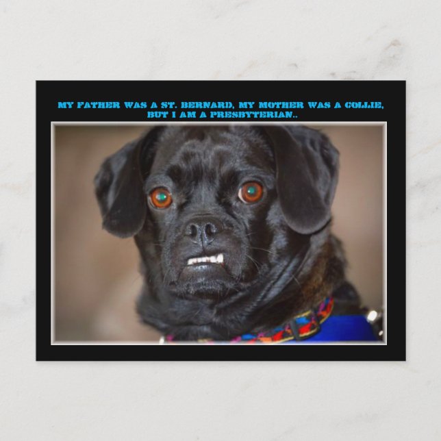 "Canine Humour" Postcard (Front)