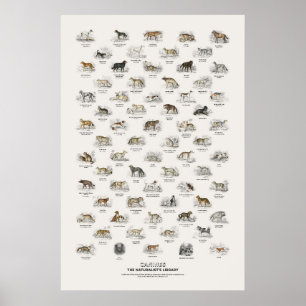 Canines - Naturalist's Library Poster
