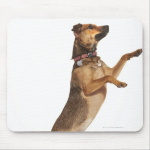 Canis familiaris 2 mouse pad