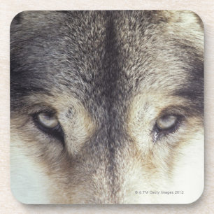 Canis Lupus Coaster