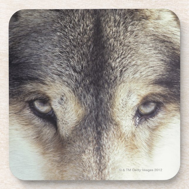 Canis Lupus Coaster (Front)