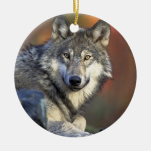 Canis_lupus_Grey Wolf Christmas Ornament