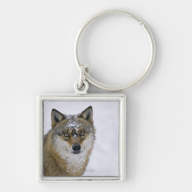 Canis lupus, Looking at Camera, Germany, Europa Key Ring (Front)