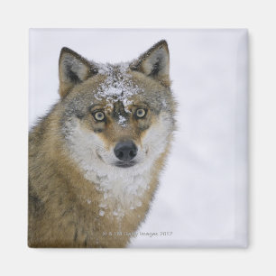 Canis lupus, Looking at Camera, Germany, Europa Magnet