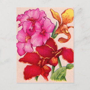 canna flowers postcard