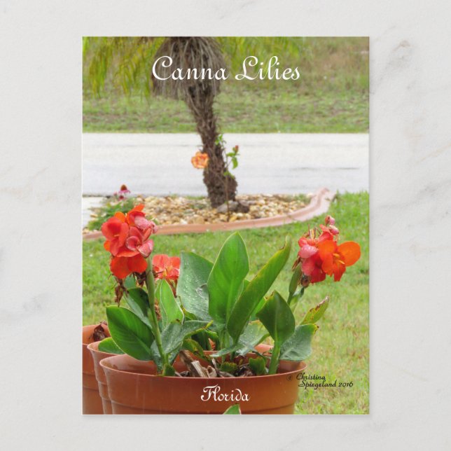 Canna Lilies flowers florida Postcard (Front)