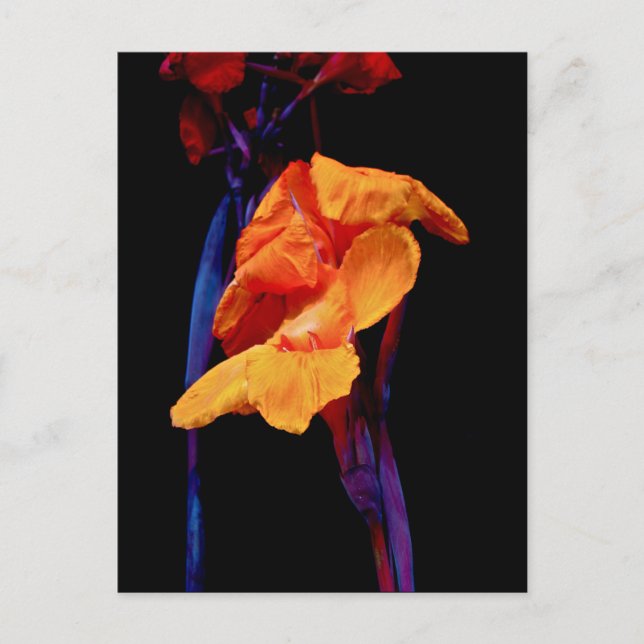 Canna Lilies on Black With Blue Postcard (Front)