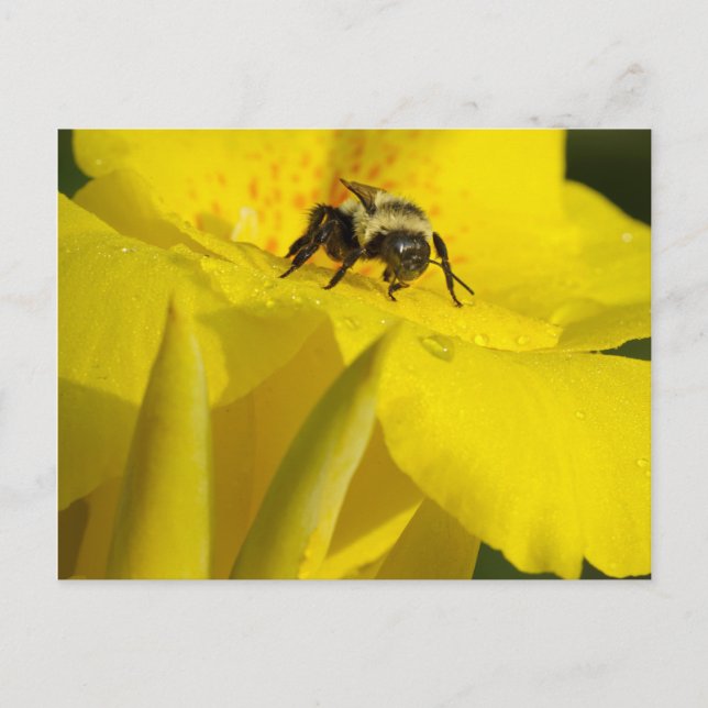 Canna Lily with Bumble Bee Postcard (Front)
