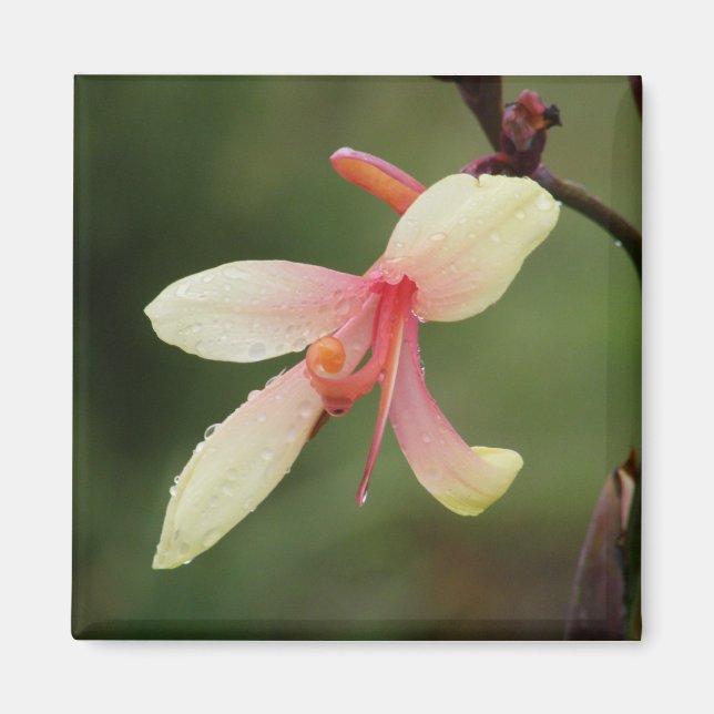 Canna 'Panache' 1 Magnet (Front)