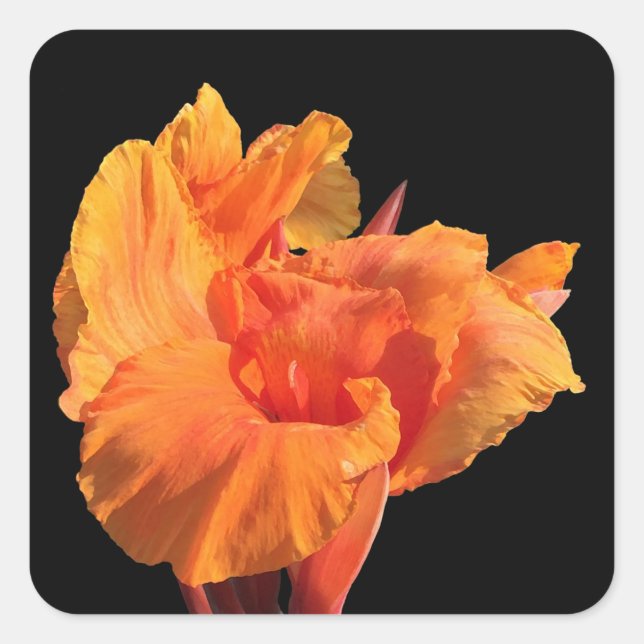 Canna Square Sticker (Front)