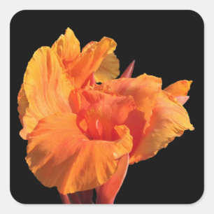 Canna Square Sticker