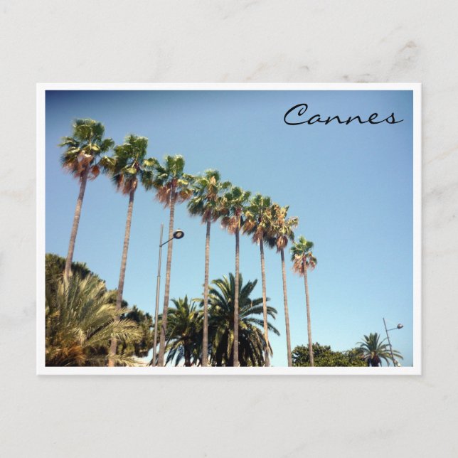 cannes palms postcard (Front)