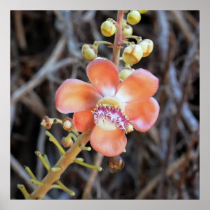 Cannonball Tree Flower Poster