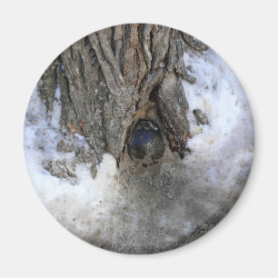Cannonball Tree, Old Quebec City, Quebec, Canada Magnet