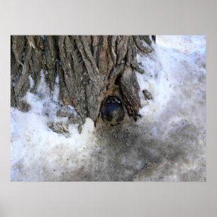 Cannonball Tree, Old Quebec City, Quebec, Canada Poster