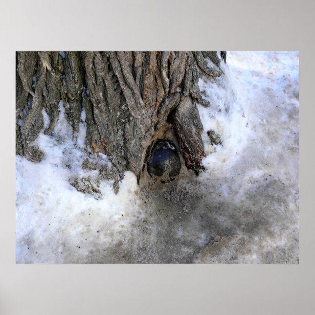 Cannonball Tree, Old Quebec City, Quebec, Canada Poster (Front)