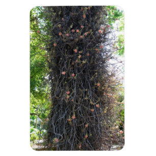 Cannonball Tree Photo Magnet