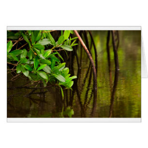 Canoeing Through Quiet Mangroves