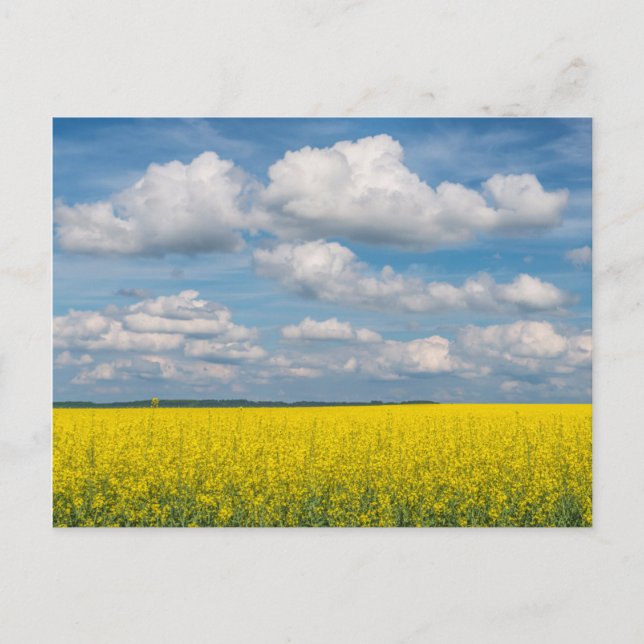 Canola Field & Clouds Postcard (Front)