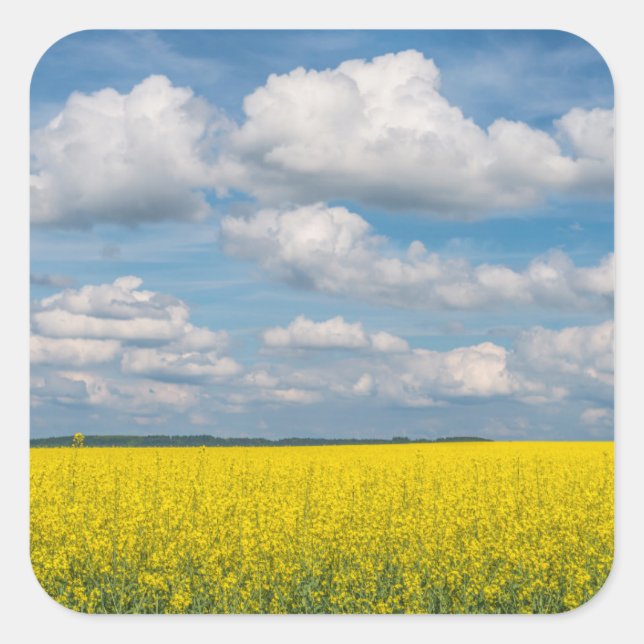 Canola Field & Clouds Square Sticker (Front)