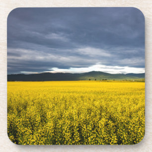 Canola field in morning light in the Flathead Coaster