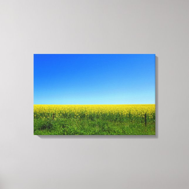 Canola Fields Canvas Print (Front)